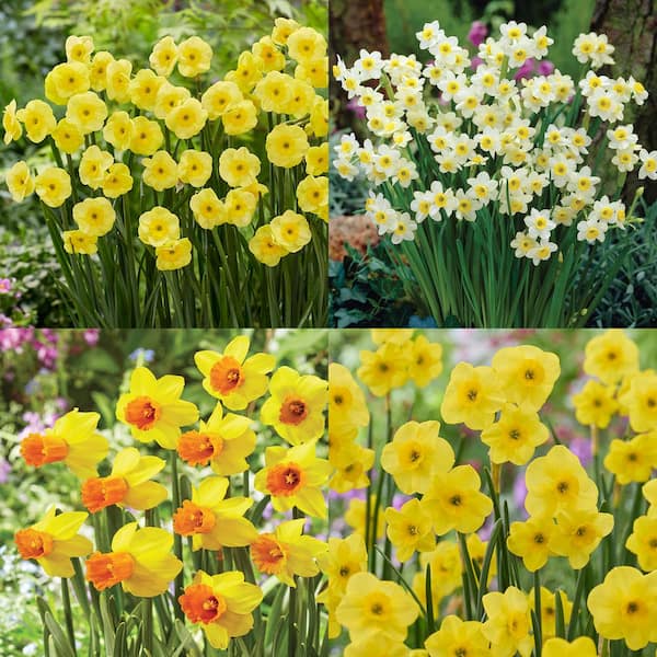 VAN ZYVERDEN Award Winning Perennial Deer Resistant Daffodil Blend Set of 5 Bulbs