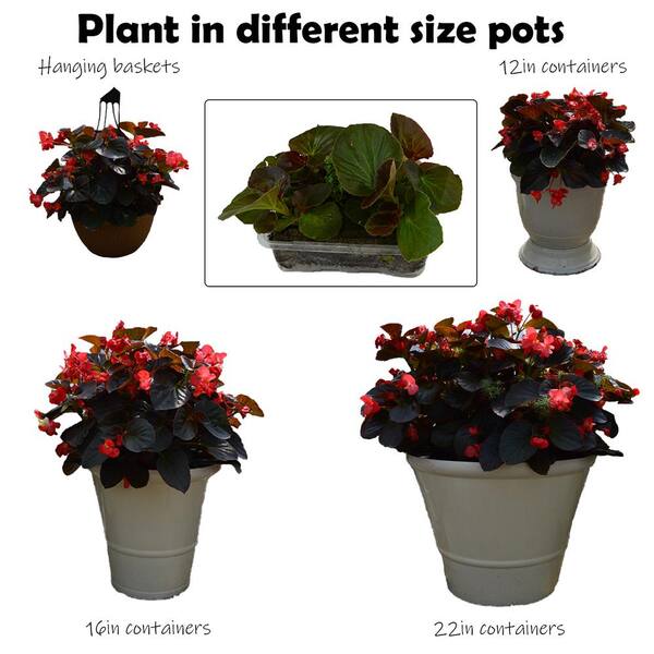 KAN-YO plants　Begonia セット❣️ Drop N Decorate Plug N Plant Begonia Combo 006307 - The Home Depot