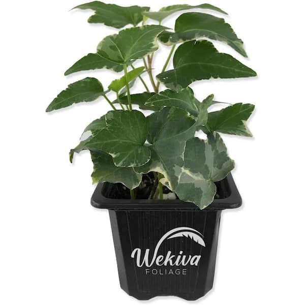 Wekiva Foliage Variegated English Ivy-Live Plant in a 3 Inch Pot-Hedera Helix-Beautiful Easy Care Air Purifying Houseplant Vine
