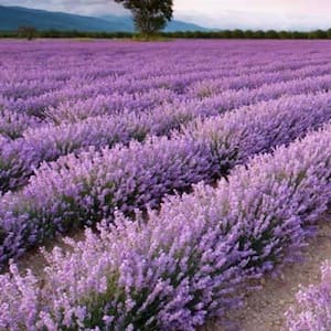 1 Qt. Flowering Phenomenal Lavender Shrub with Purple Blooms