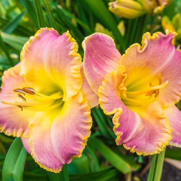 Spring Hill Nurseries Blushing Ruffles Daylily (Hemerocallis) Live Bareroot Perennial with Pink and Yellow Colored Flowers (3-Pack)