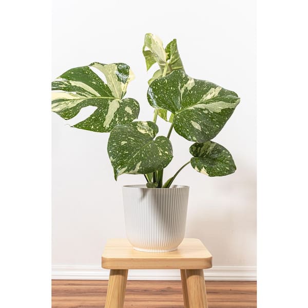 philodendron mccolley's Philodendron 'McColley's Finale' main image 0