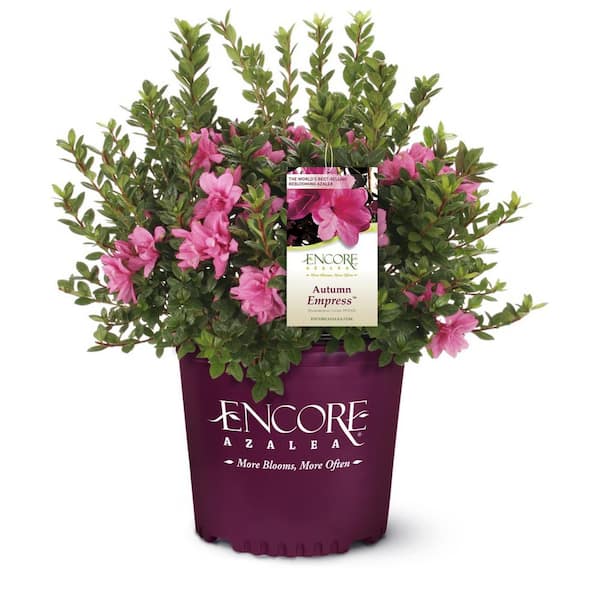 ENCORE AZALEA 1 Gal. Autumn Empress Azalea Shrub with Reblooming Bright Pink Flowers - Low-Maintenance Evergreen Bush