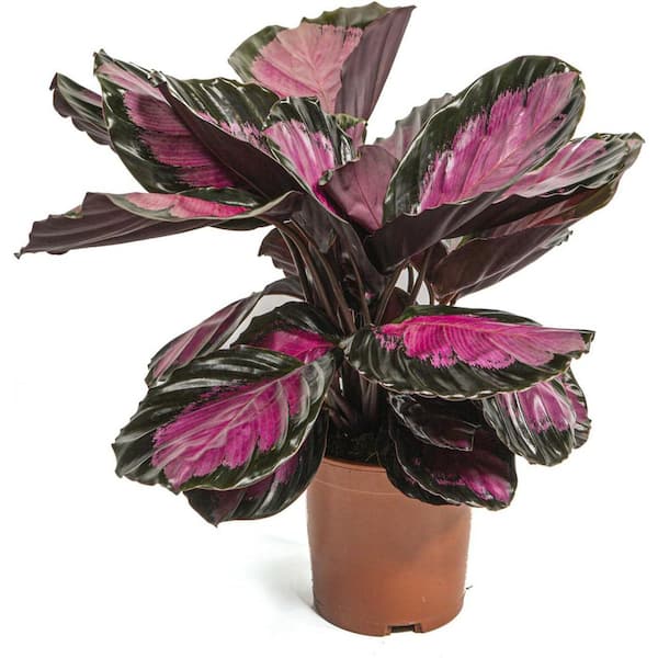 Wekiva Foliage Calathea Rosy-3 Live Plants in 4 in. Growers Pots-Calathea Roseopicta Rosy-Houseplants from The Nursery