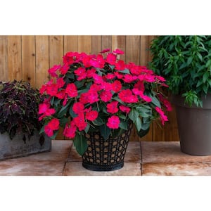 1 Gal. Compact Rose Glow SunPatiens Impatiens Outdoor Annual Plant with Deep Pink Flowers  (2-Plants)