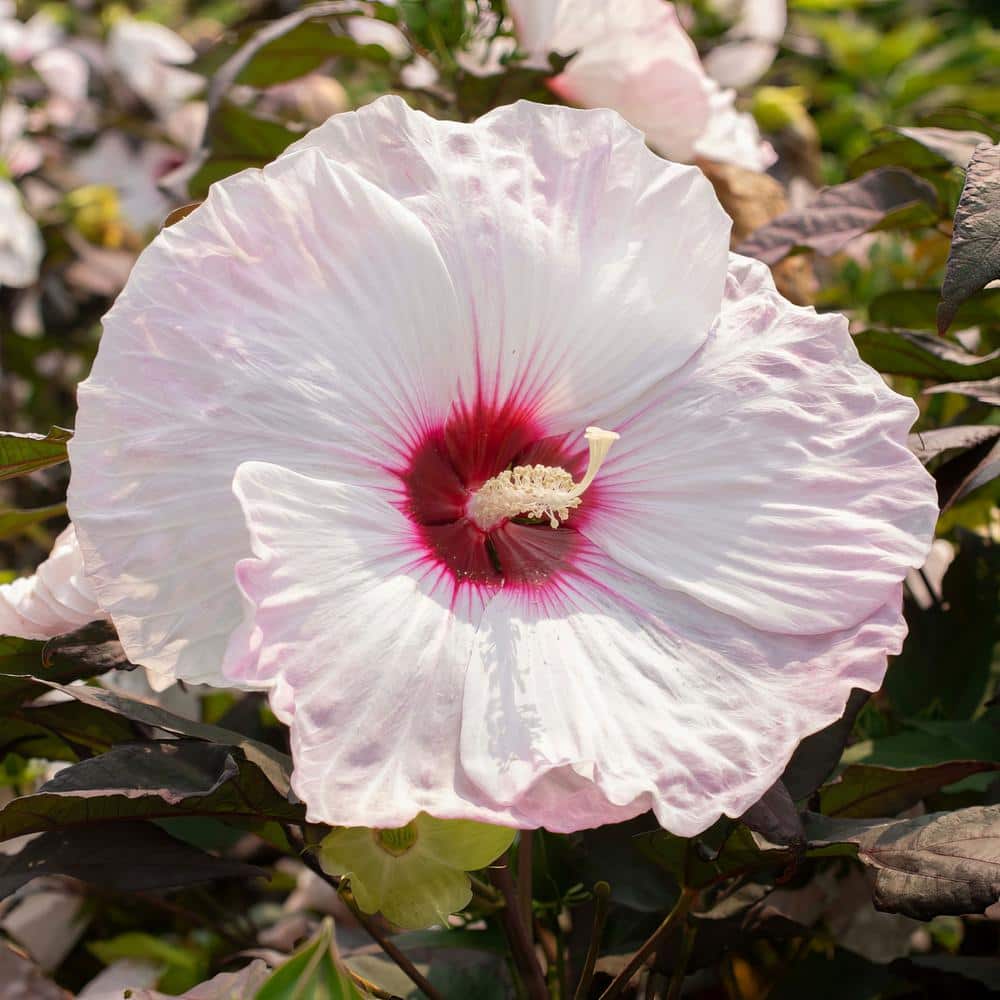 Blush Pink Hibiscus Plant with Dark Burgundy Foliage
