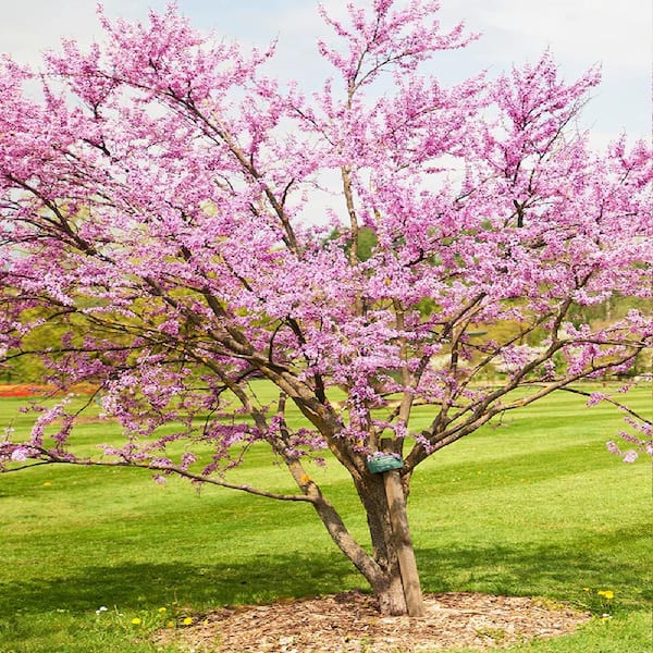 Unbranded 5 Gal. Hearts of Gold Redbud Tree