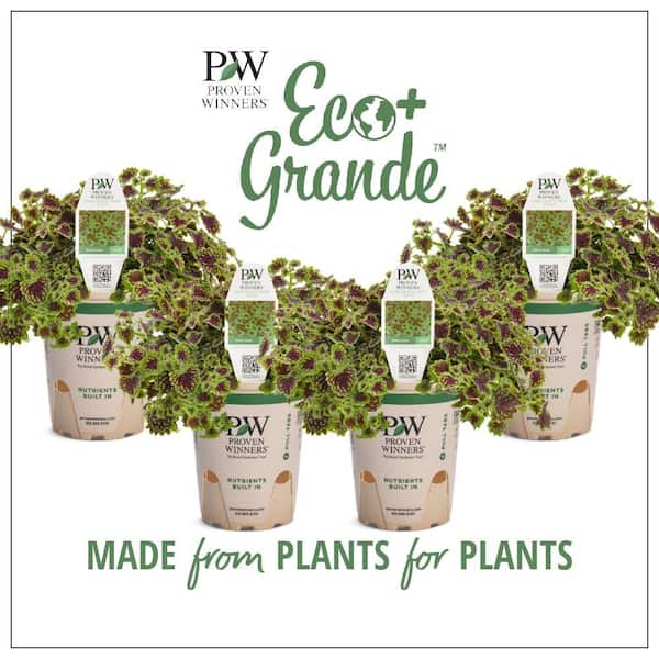PROVEN WINNERS 4.25 in. Eco+Grande Proven Selections Chocolate Drop Coleus (Solenostemon) Live Plant, Green and Crimson Foliage 4-Pack