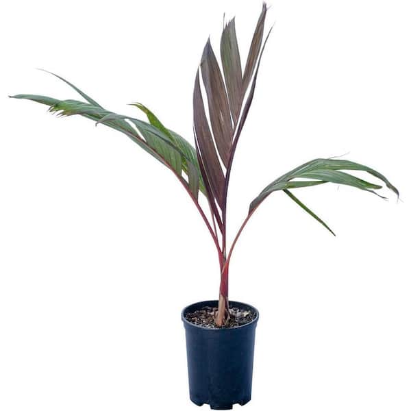 Maroon Crownshaft Palm Tree-Live Plant in a 1 Gallon Growers Pot-Areca Vestiaria-Ornamental Palms from Florida