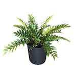 2.5 Qt. Japanese Fern in 6.33 In. Grower's Pot (2-Plants)