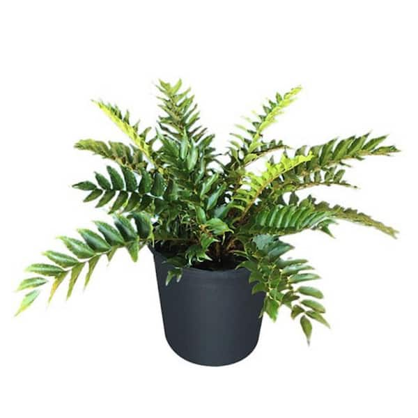 Pure Beauty Farms 2.5 Qt. Japanese Fern in 6.33 In. Grower's Pot (2-Plants)