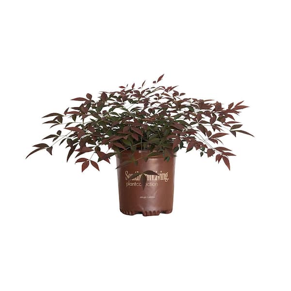 SOUTHERN LIVING 2.5 Qt. Flirt Nandina, Live Evergreen Groundcover Shrub, Deep Red New Foliage