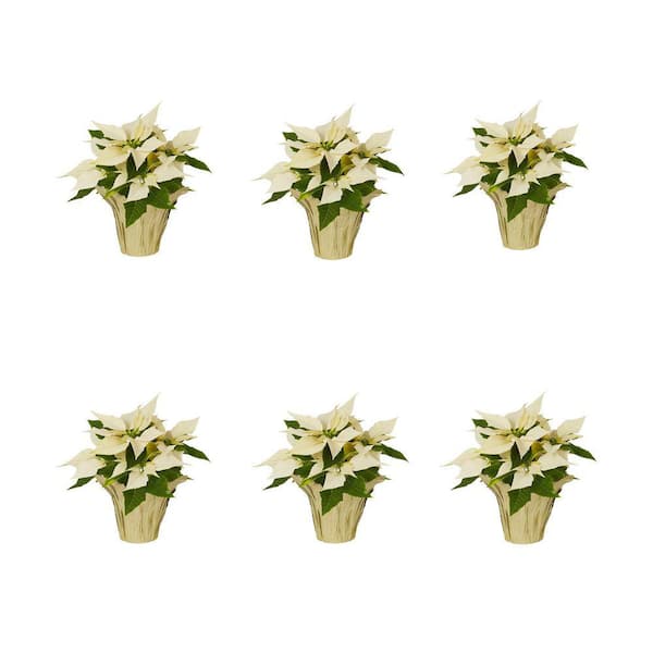 METROLINA GREENHOUSES 1 Pt. 4 in. Live Christmas Poinsettia White with Champagne Foil Holiday Plant (6-Pack)