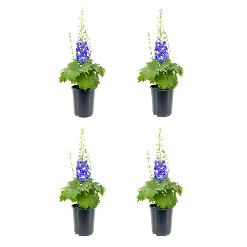 Perennial Delphinium Blue 2.5 qt. (4-Pack)