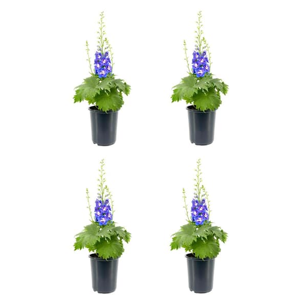 Unbranded Perennial Delphinium Blue 2.5 qt. (4-Pack)