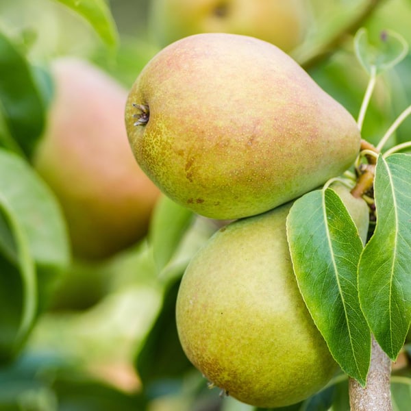 Golden Russet Bosc Pear Information and Facts