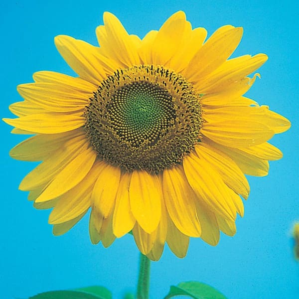 0.25 lb. Sunflower Mammoth Gray Stripe Seed Packet
