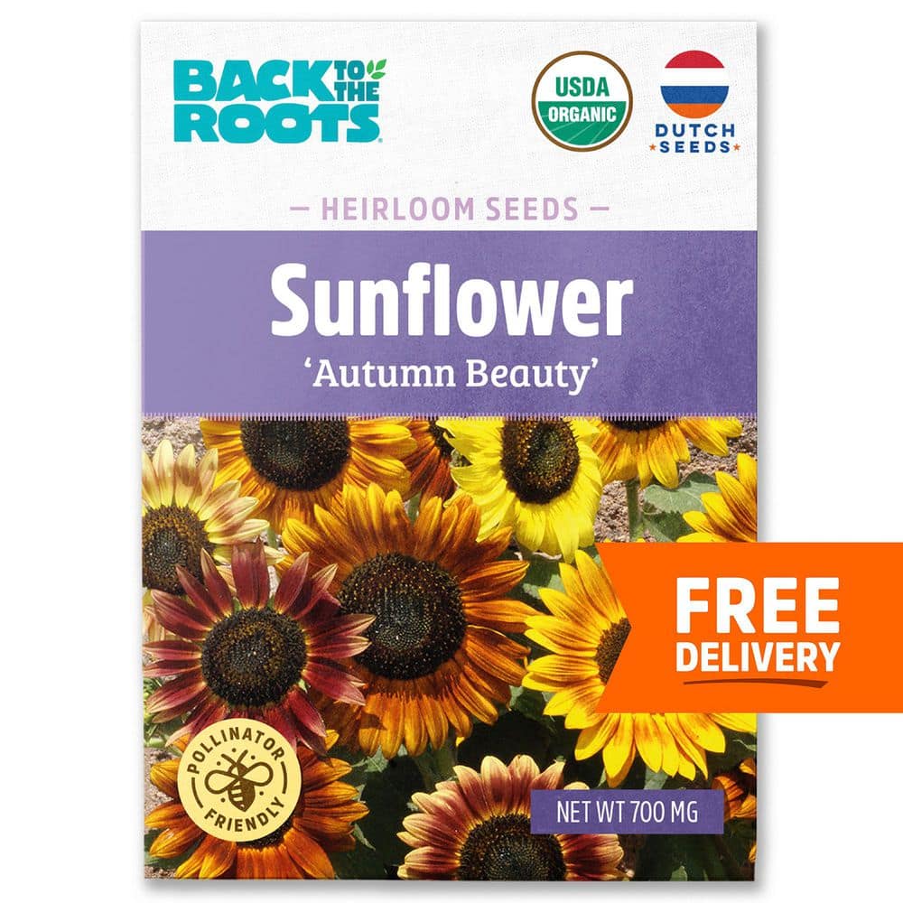 Organic Autumn Beauty Sunflower Seeds for Fall Gardens