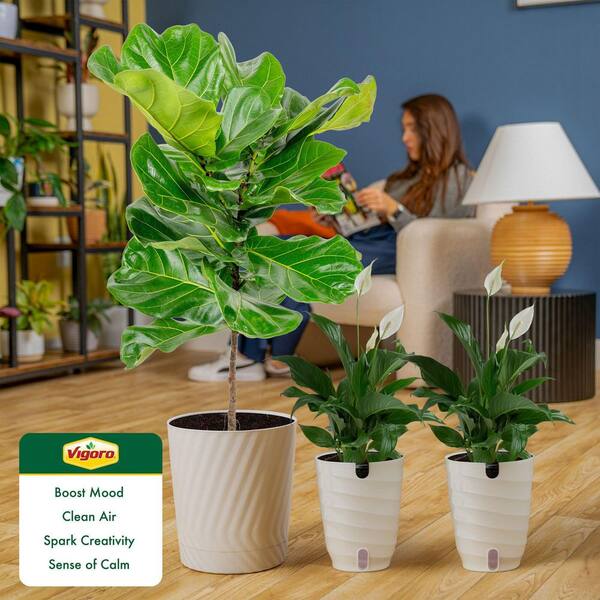 Vigoro 10 in. Fiddle Leaf Lyrata Standard and (2) 6 in