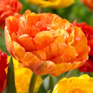 12/ cm, Sunlover Double Late Tulip Bulbs, Orange (Bag of 25)