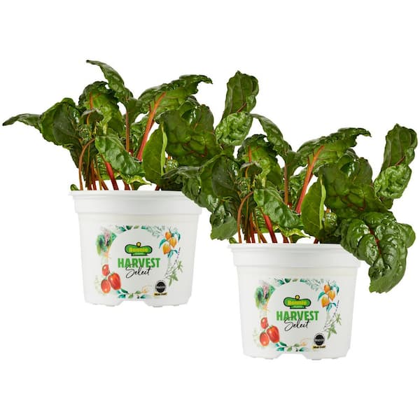 BONNIE PLANTS HARVEST SELECT 25 oz. Sandy Oakleaf Lettuce Plant (2-Pack)