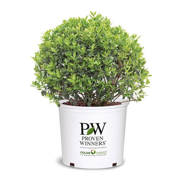 PROVEN WINNERS 2 Gal. Strongbox Holly Shrub 18347 - The Home Depot