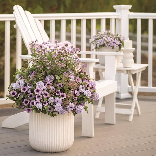 Proven Winners 7 in. Royale Meteor Shower Verbena (Verbena