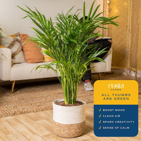 fiddle leaf fig pot size Ficus Lyrata Bush, Fiddle Leaf Fig Tree