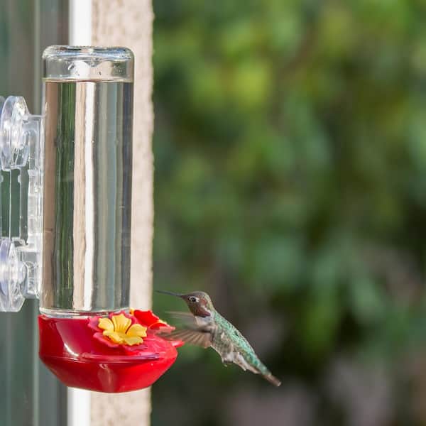 Window Hummingbird Feeder Perch - Clear Window Bird Feeder - Starcrest