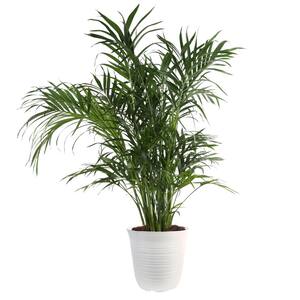 13 in. Cataractarum Palm Plant in White Plastic Deco Pot