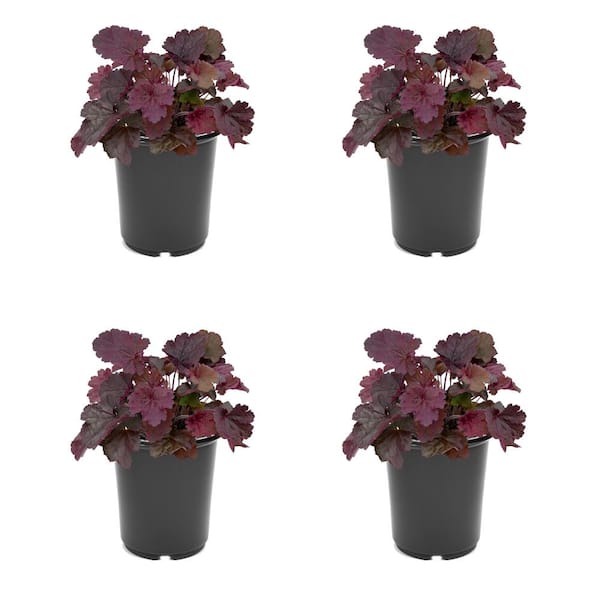 Unbranded 2.5QT Heuchera Forever Purple Perennial Plant with Pink Flowers - 4 Pack