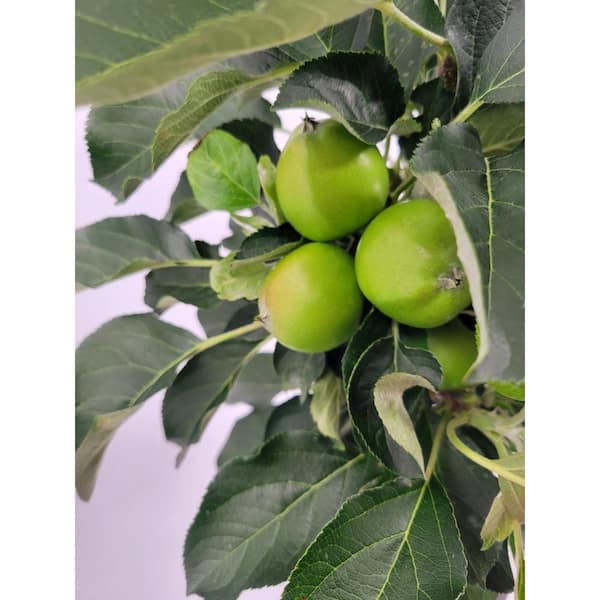 Get Organic Fuji Apple 3pc/pk Delivered