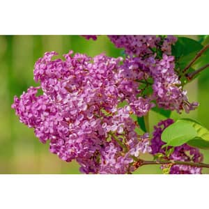 18 in. - 36 in. Tall Bare-Root Royal Purple Lilac Shrub
