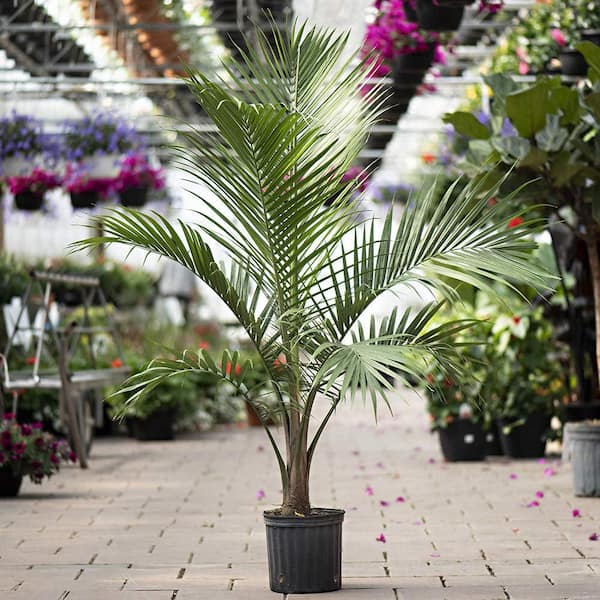 Wekiva Foliage Majesty Palm-Live Plant in an 10 Inch Growers Pot-Ravenea Rivularis-Beautiful Clean Air Indoor Outdoor Houseplant