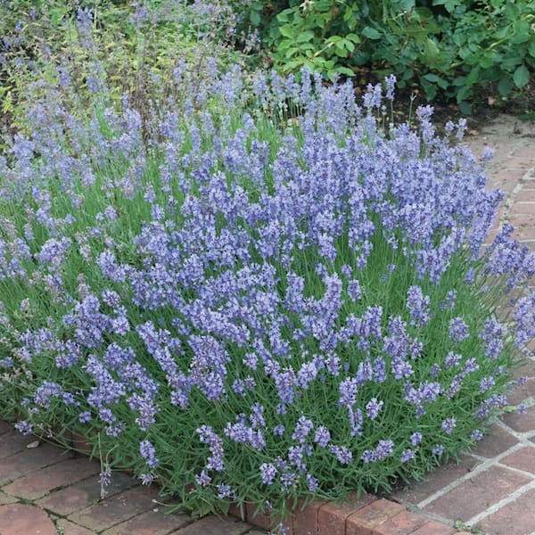 Unbranded 4 in. Blue English Lavender Plant