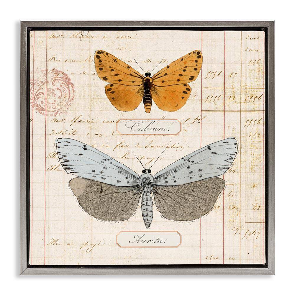 Vintage Butterfly Specimen by Susan Arnot Gray Floater Frame Animal Graphic Art Print 25 in. x 25 in. price history on PriceWatchPro