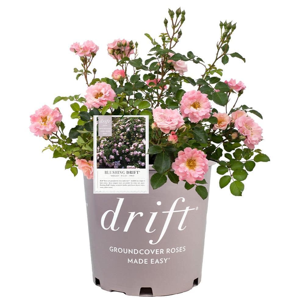 2 Gal. Blushing Rose Plant with Soft Pink Flowers price history on PriceWatchPro