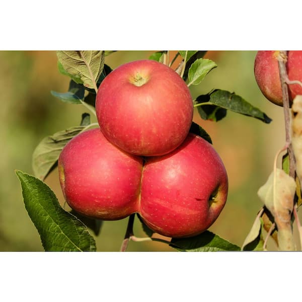 Organic Honeycrisp Apple - Tu Super To Go