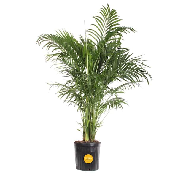Costa Farms Cateracterum Indoor Palm (Cat Palm) in 9.25 in. Grower Pot, Avg. Shipping Height 3-4 ft. Tall
