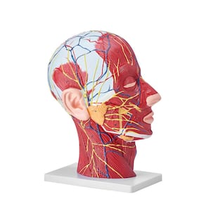 Human Half Head Superficial Neurovascular Model with Musculature, 1:1 Life Size Anatomical Head Neck Model Skull