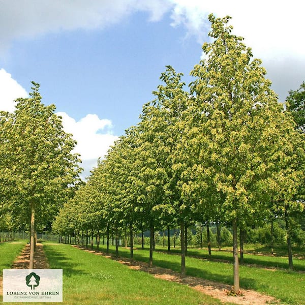 native villageネイティブビレッジShade of a tree Zelkova serrata 'Village Green' - Japanese Zelkova - Mid