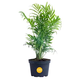 Neanthebella Indoor Palm in 6 in. Grower Pot, Avg. Shipping Height 1-2 ft. Tall