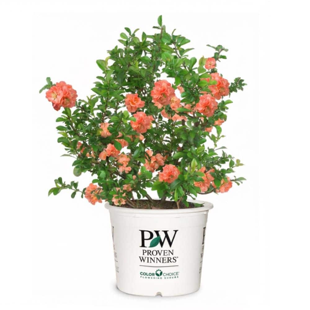 花 chanboo proven-winners-shrubs-bushes-