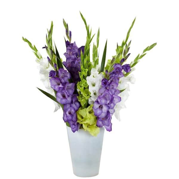 Bloomsz Gladiolus Gemstones of the Garden Bulbs Blend (15-Pack)