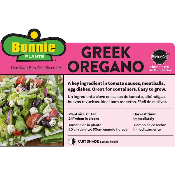 2.32 qt. Greek Oregano Herb Plant