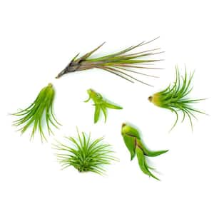 Air Plants Assorted (6-Pack)