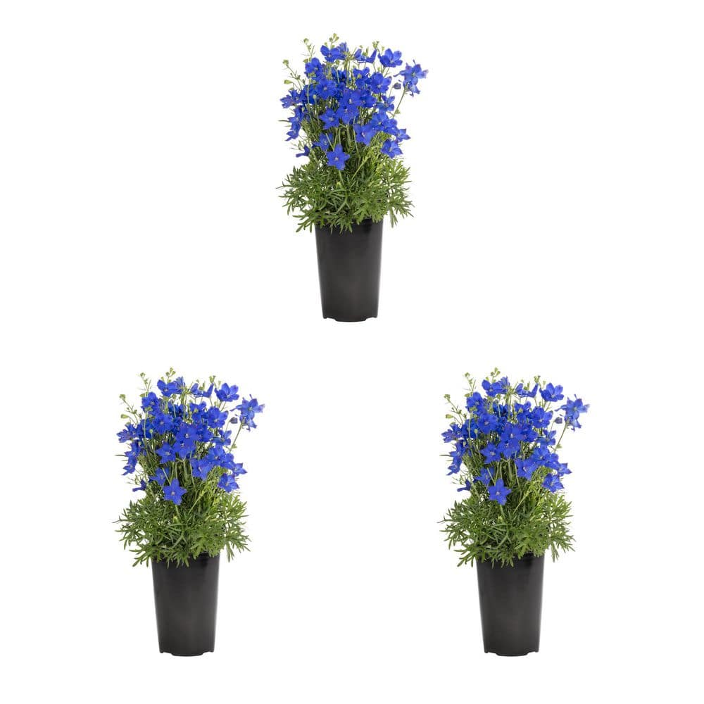 METROLINA GREENHOUSES 2 Qt. Blue Delphinium Larkspur Perennial