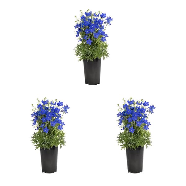 METROLINA GREENHOUSES 2 Qt. Blue Delphinium Larkspur Perennial
