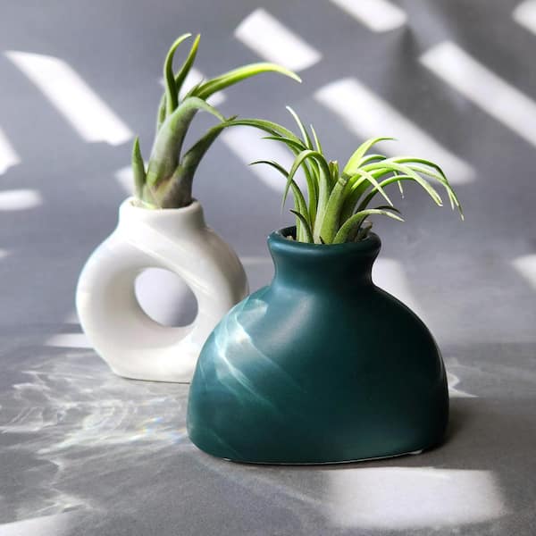 Altman Plants Air Plant Gift (2-pack) White & Green Pots, Easy Pet-Safe House Plant Dcor, Size: 1oz
