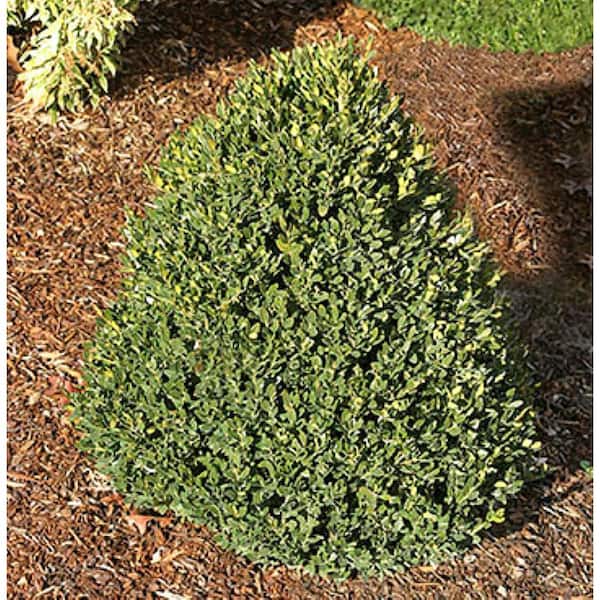 2.25 Gal. Green Mountain Live Boxwood (Buxus) Live Shrub